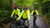Personer cykler i skov