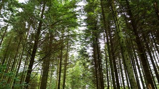 Træer i skov i Tranum