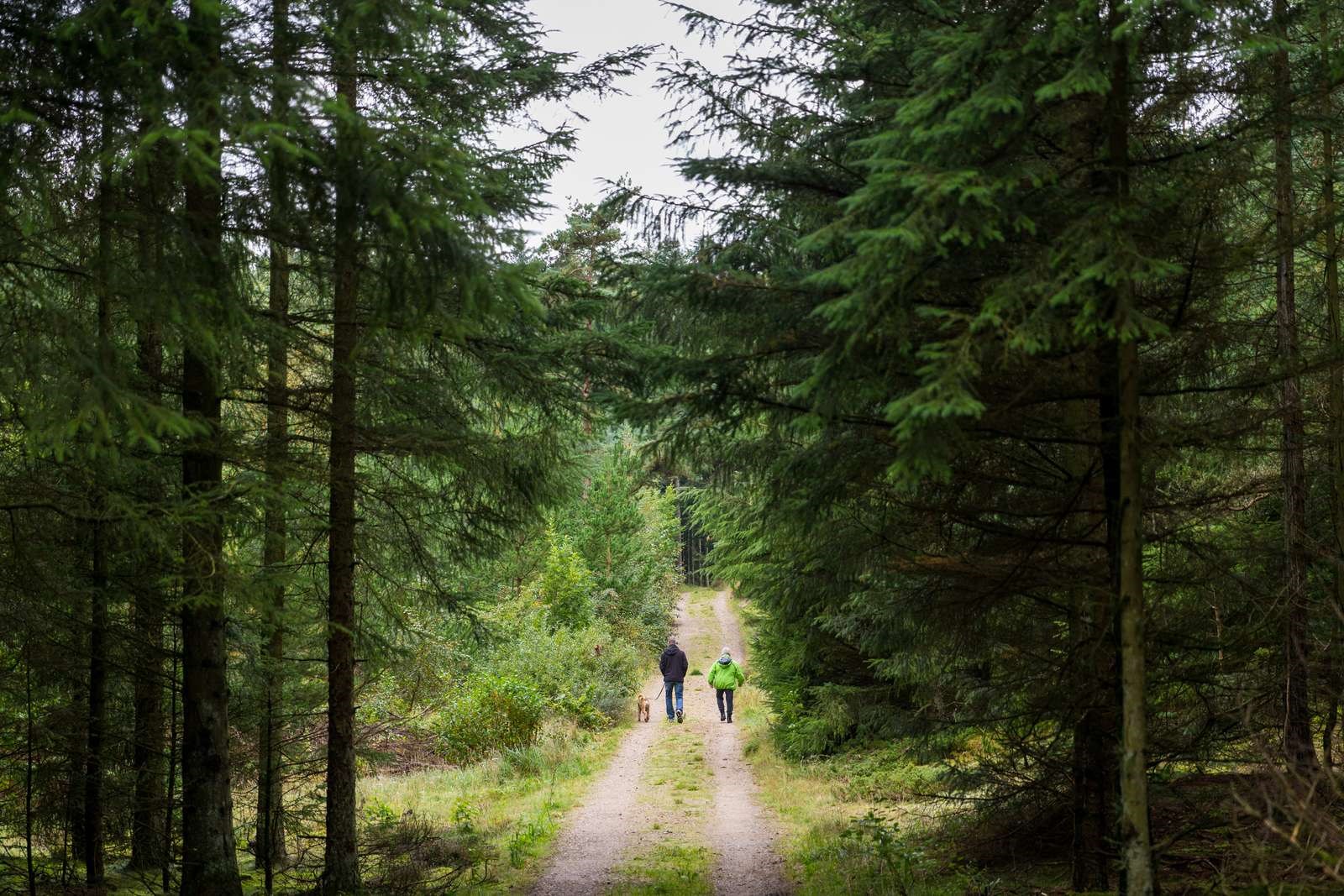 To personer lufter hund i skov