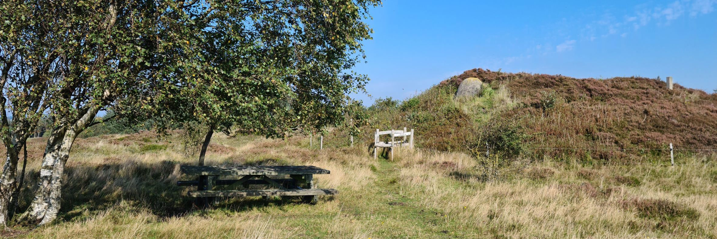 Natur træ hede lyng