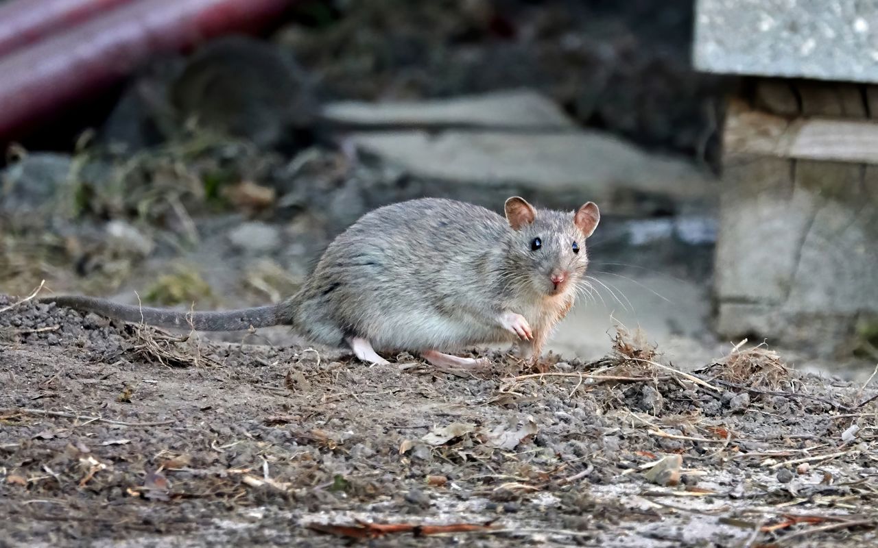 Rotte på jorden