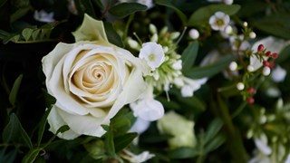 Smuk hvid rose