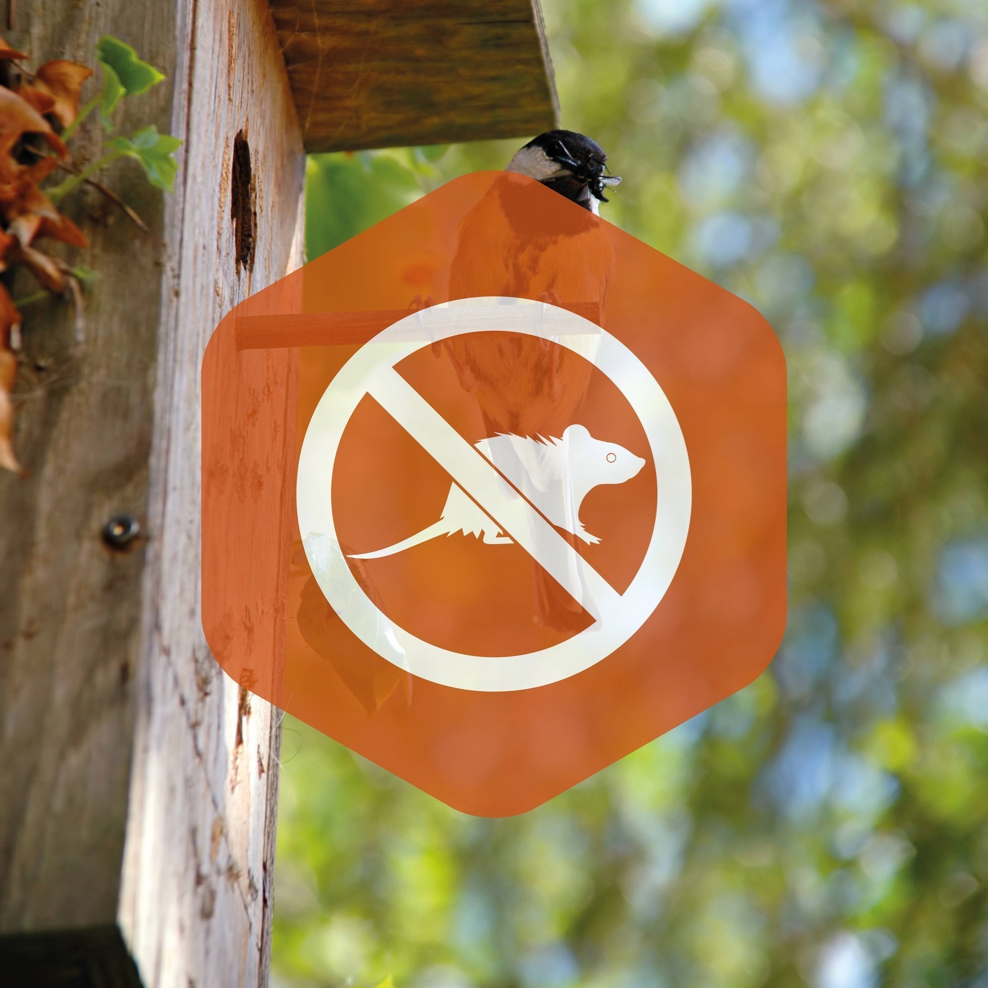 Fodr Fugle Ikke Rotter