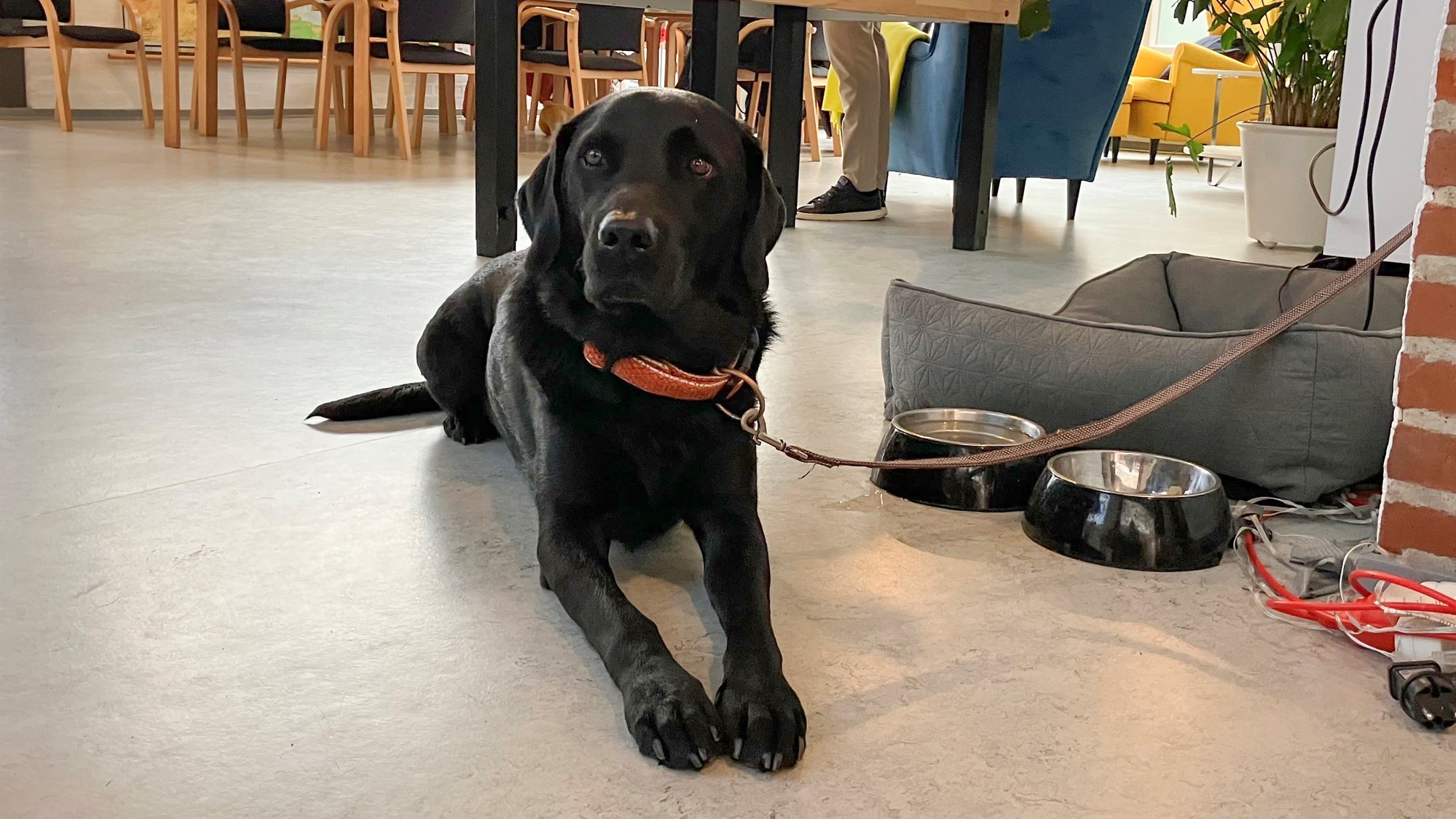 Familiecentrets terapihund, Arne