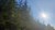 Træer i skov og sol