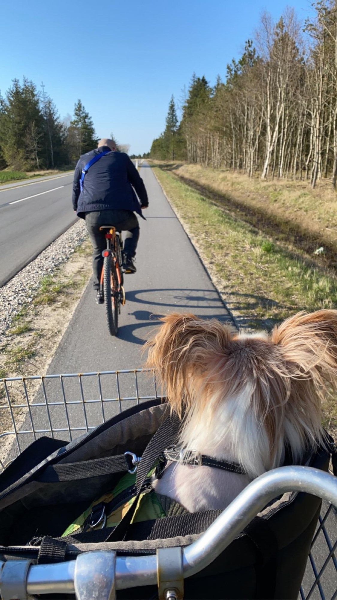 Cykeltur til stranden med hund i kurven