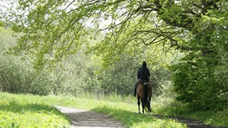 Rytter rider hest i naturen