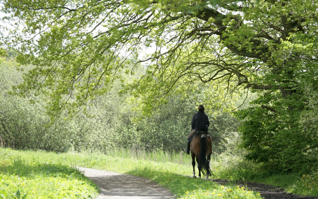Hest og rytter i skov