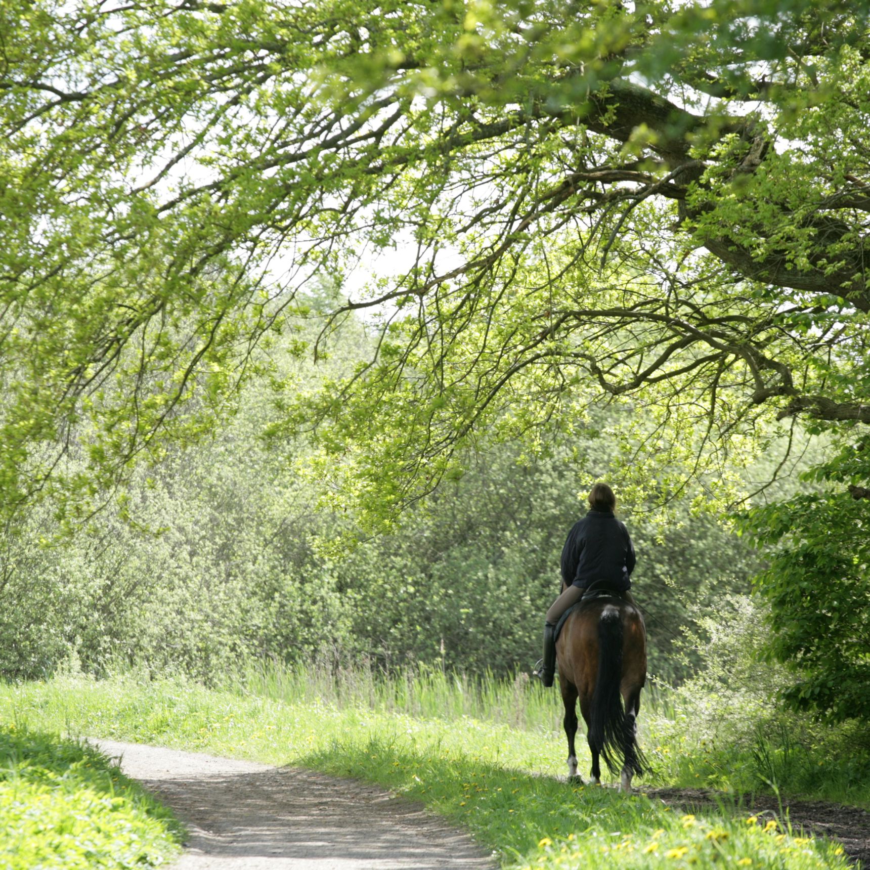 Hest og rytter i skov