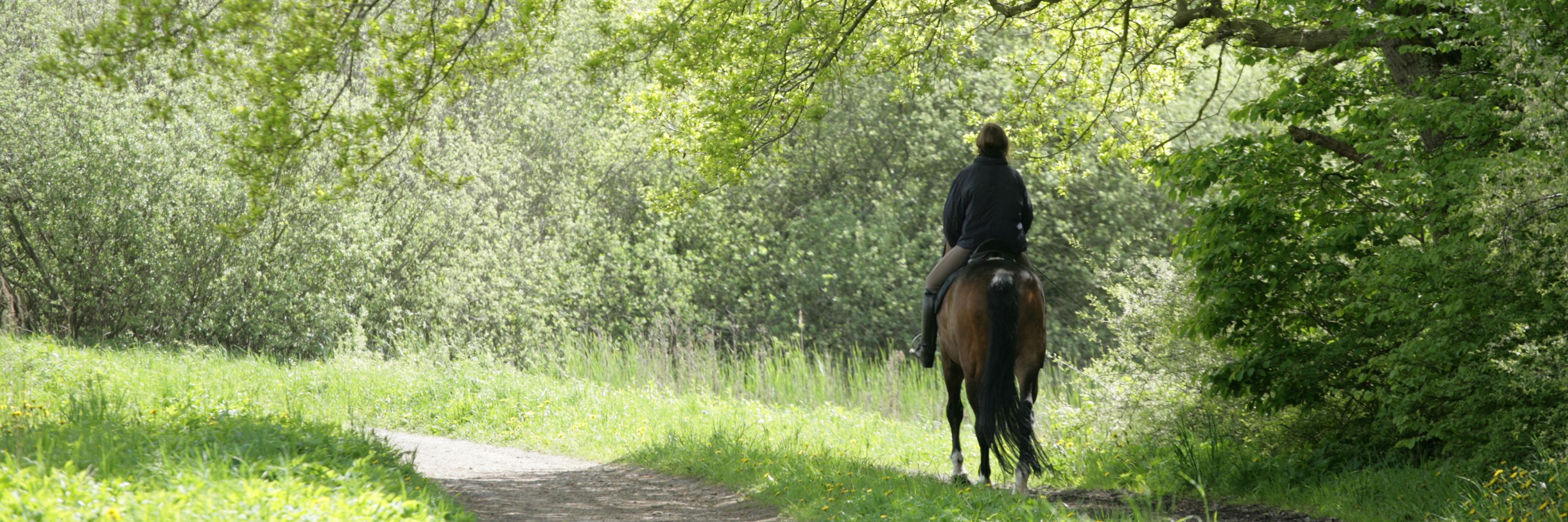 Hest og rytter i skov