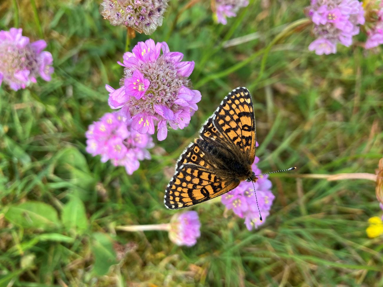 nærbillede af sommerfugl og blomst