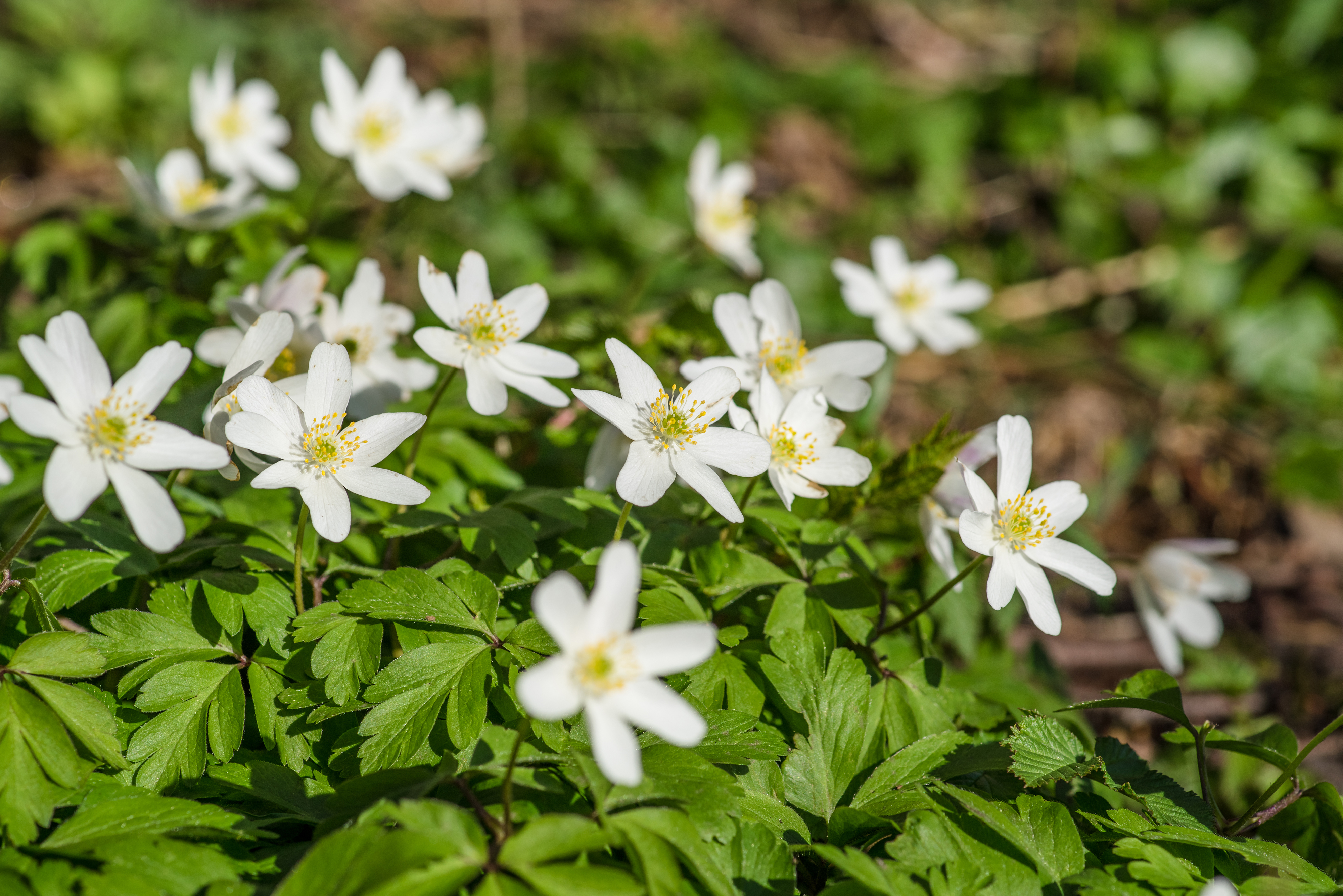 Anemoner i skovbunden