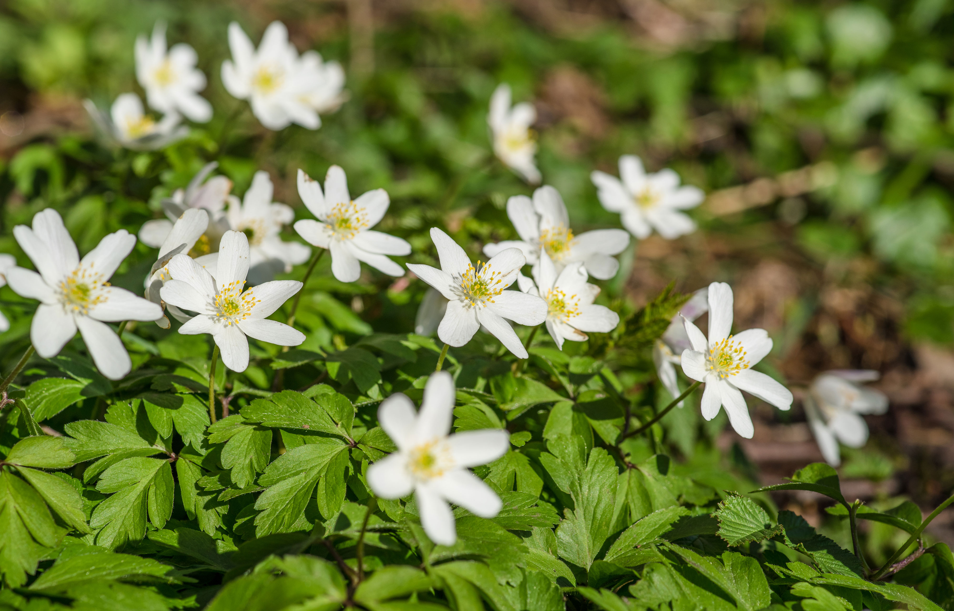 Anemoner