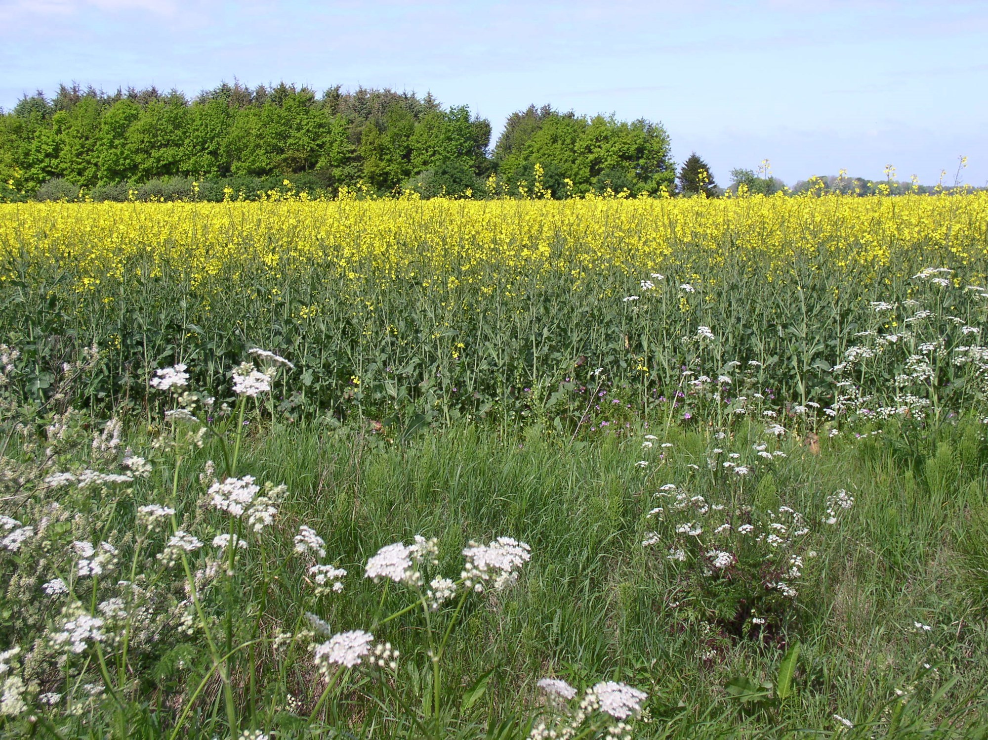 Vilde blomster ved rapsmark