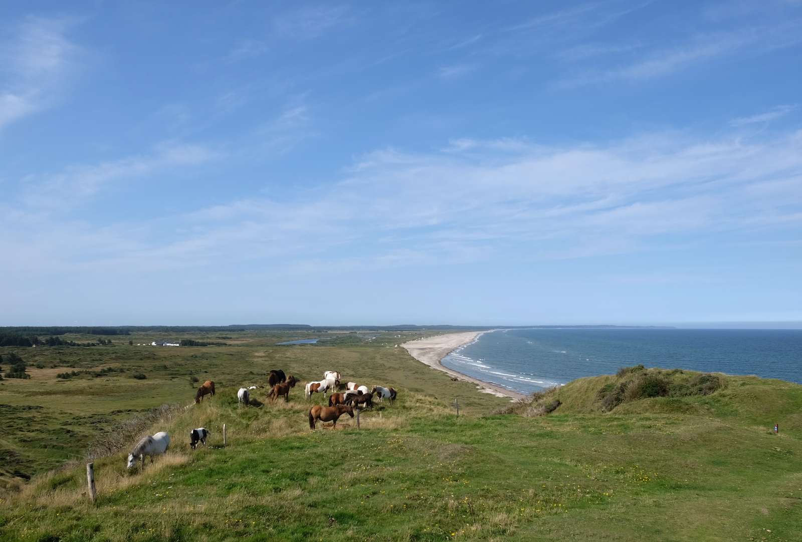 Slettestrand med køer