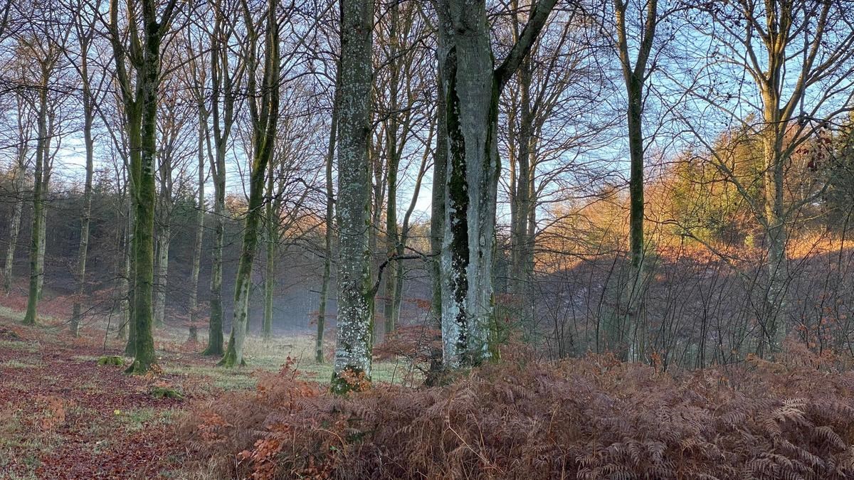 Diset morgenstemning i skoven