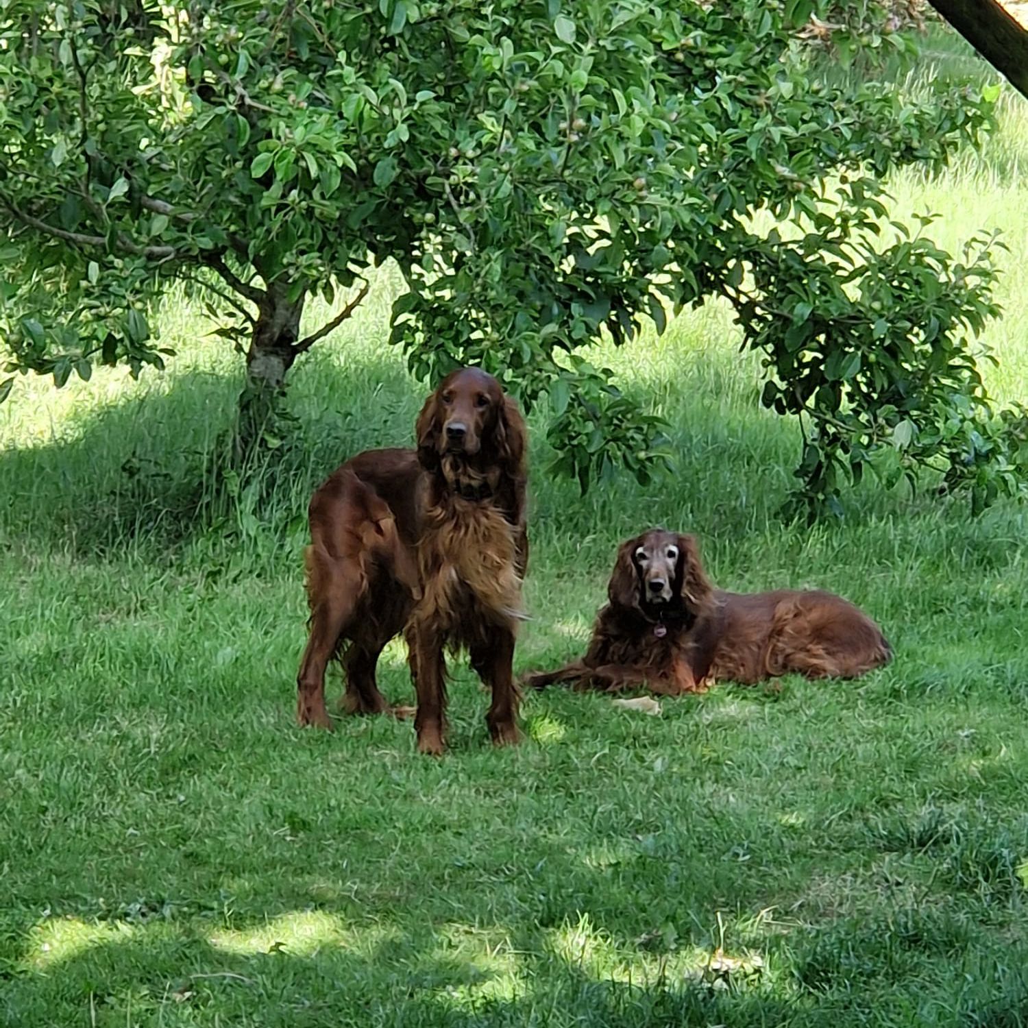 Hundene Viggo og Hilly