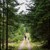 To personer lufter hund i skov