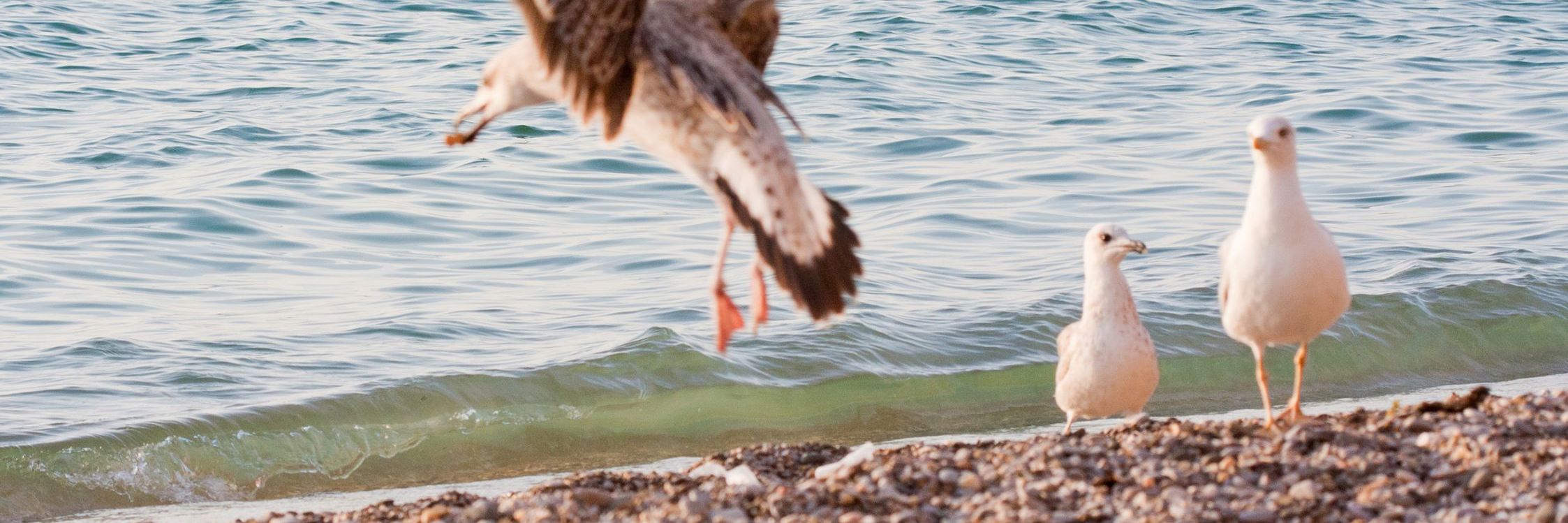 Havmåger på stranden