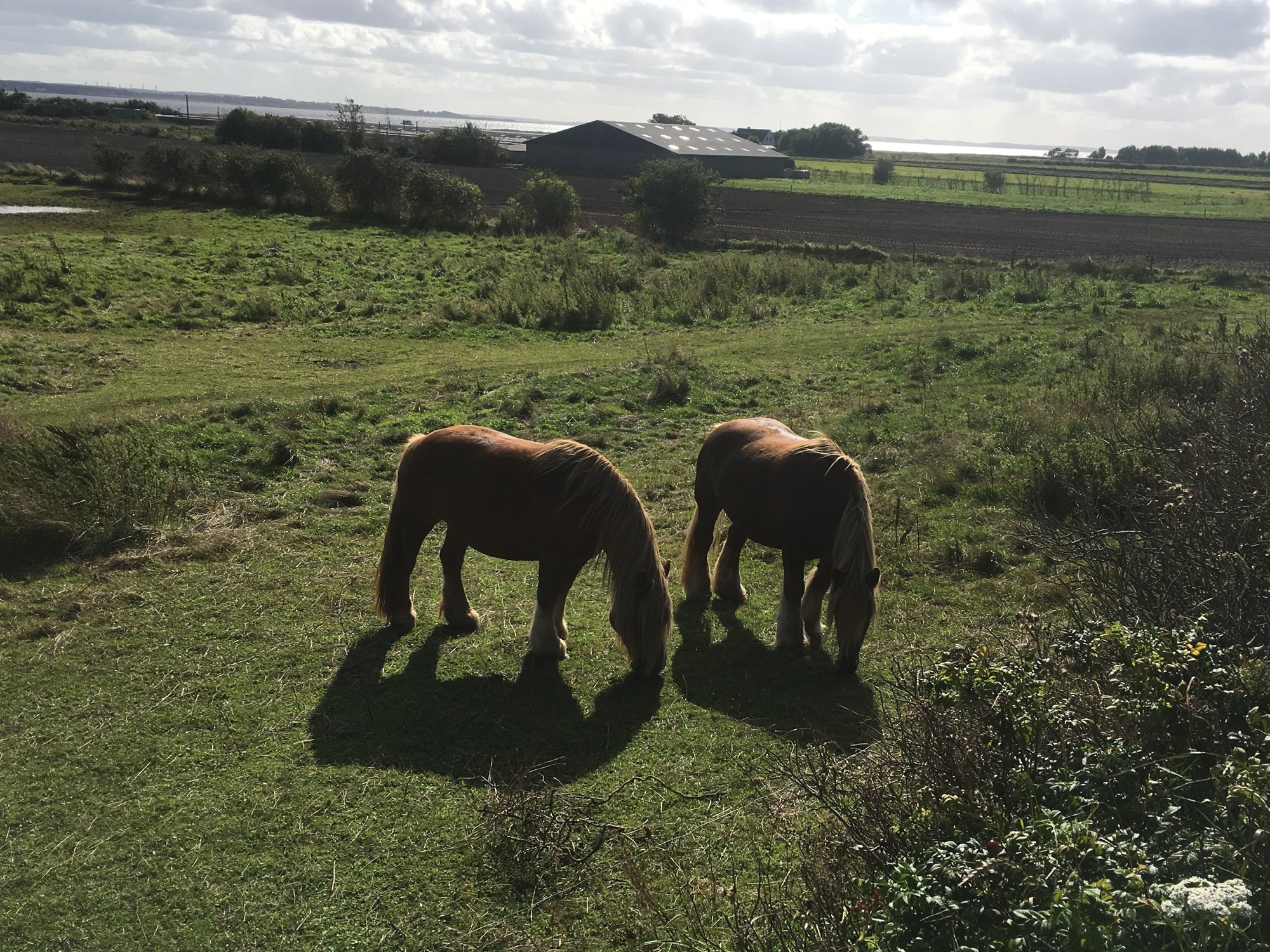 Et par heste græsser fredeligt