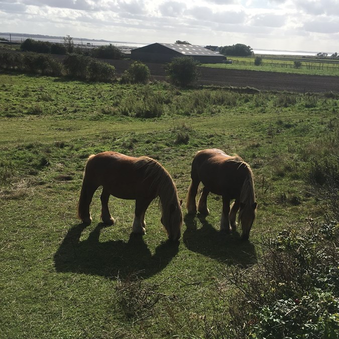 Et par heste græsser fredeligt