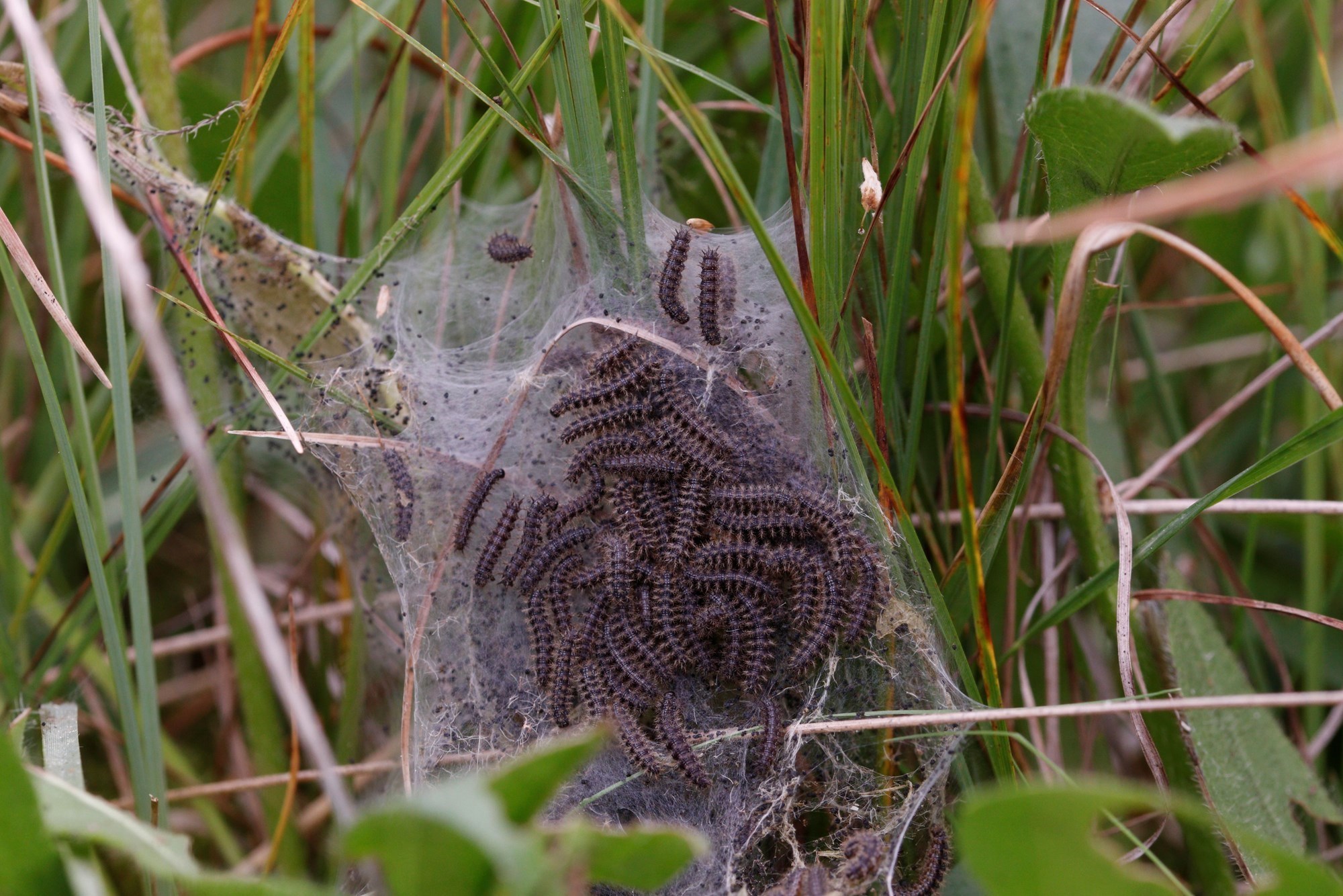 Spind fra Hedepletvinge