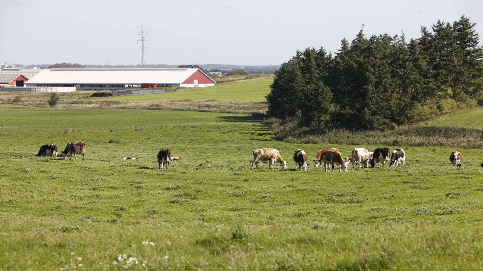 Landbrug med køer på en mark