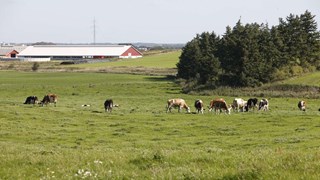 Landbrug med køer på en mark