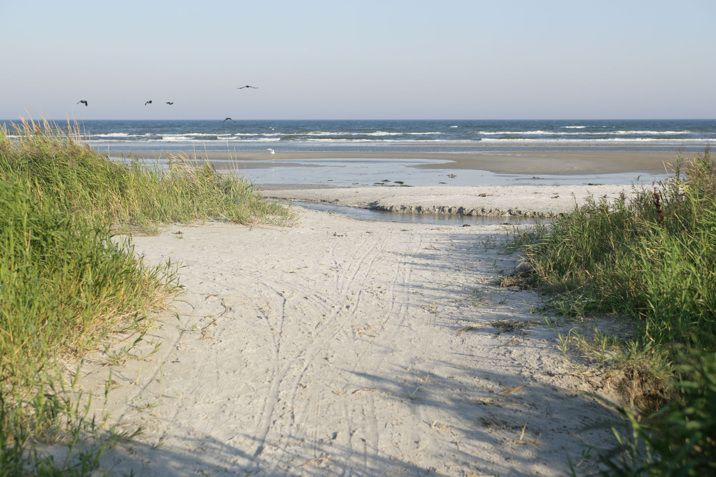 Strand og hav og måger