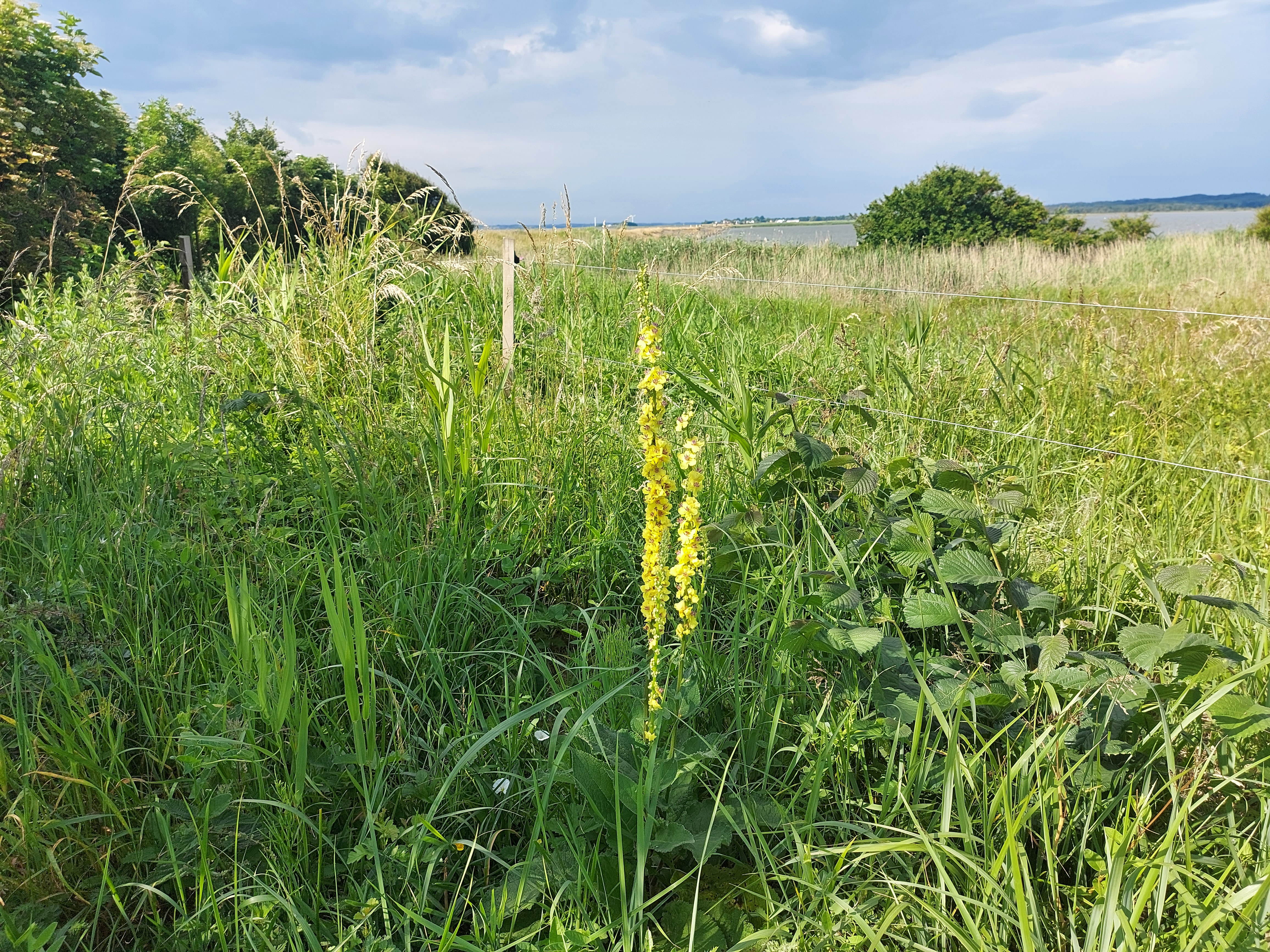 Billede af natur med urten Mørk Kongelys