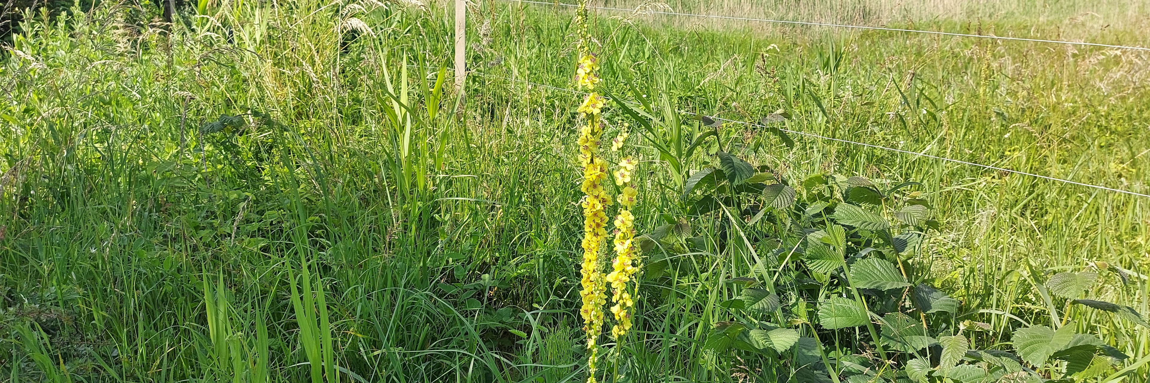 Vild natur vand