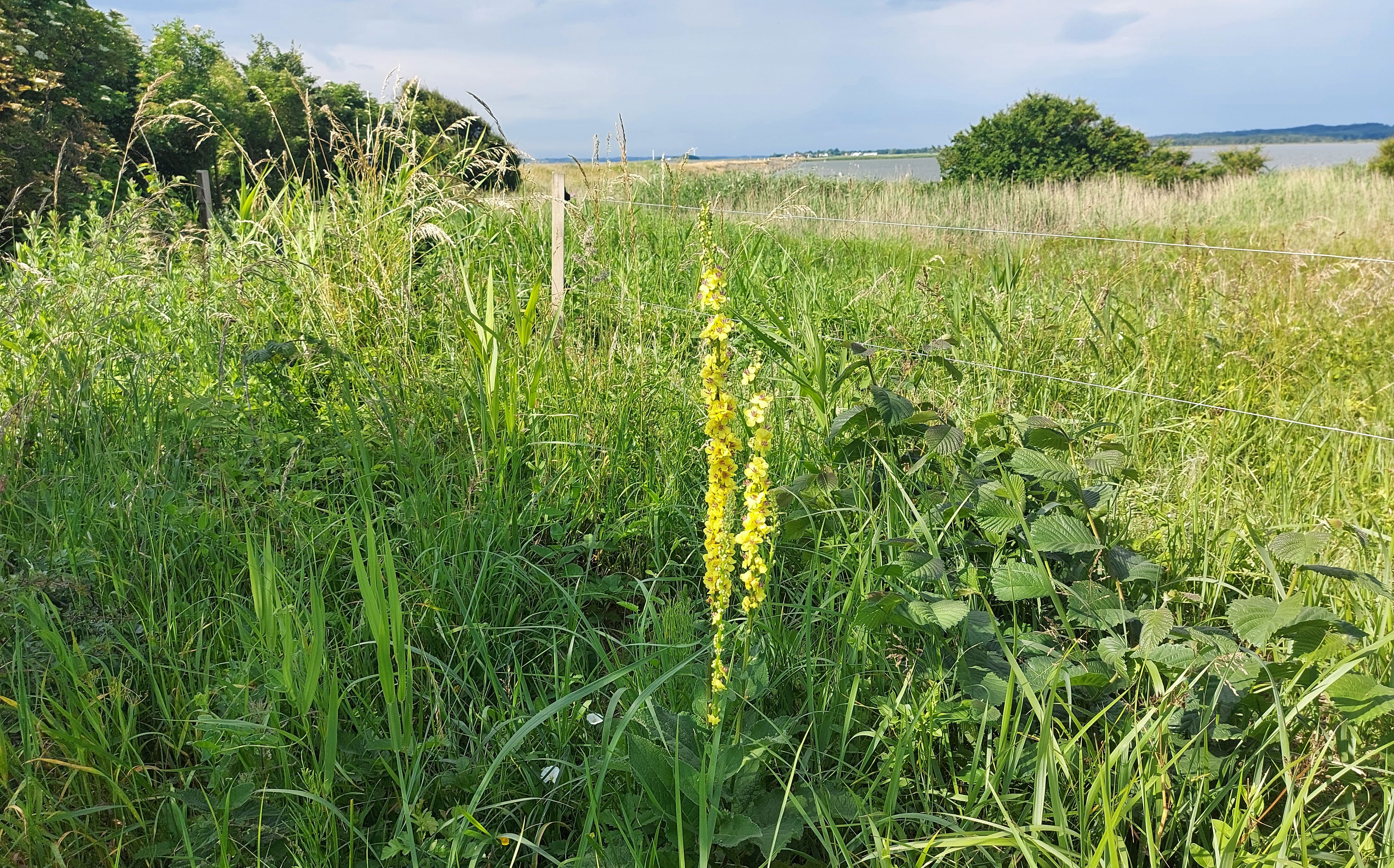 Vild natur vand