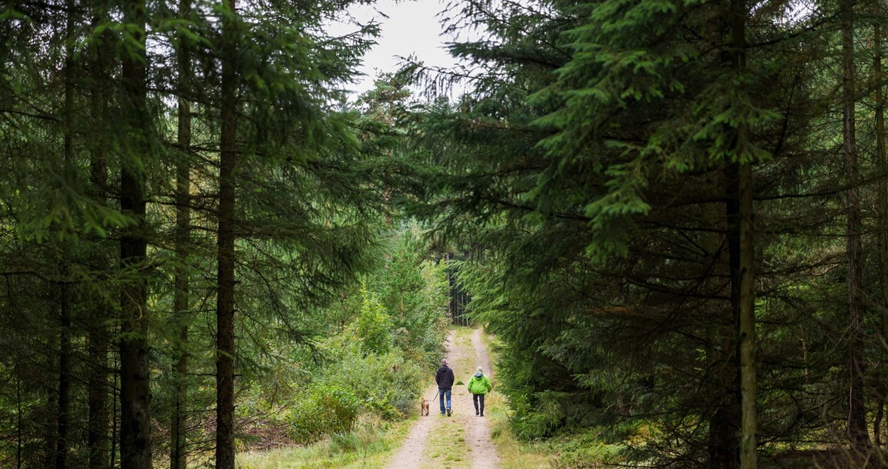 To personer og en hund går tur i skoven