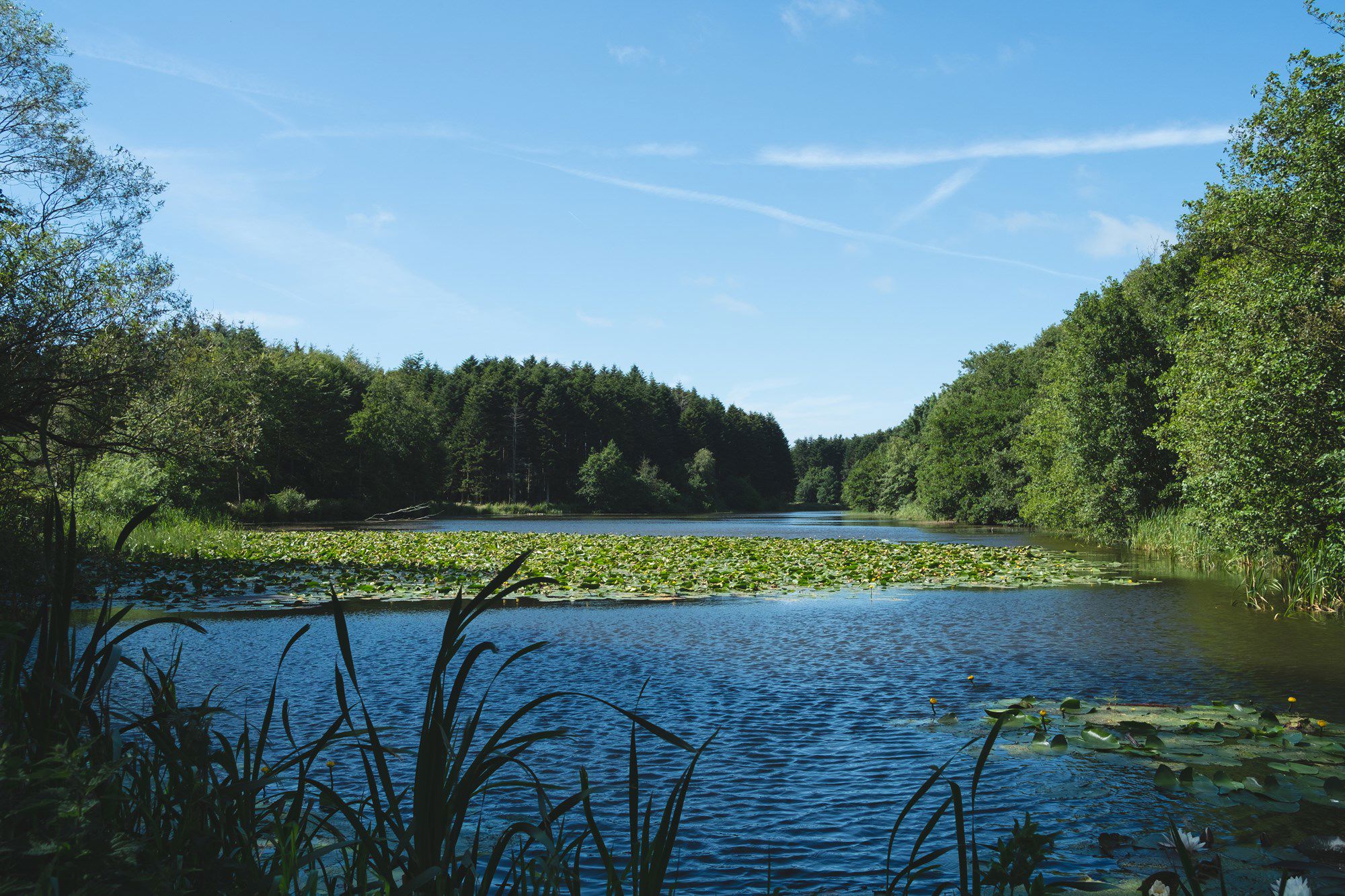 Naturområde med vand