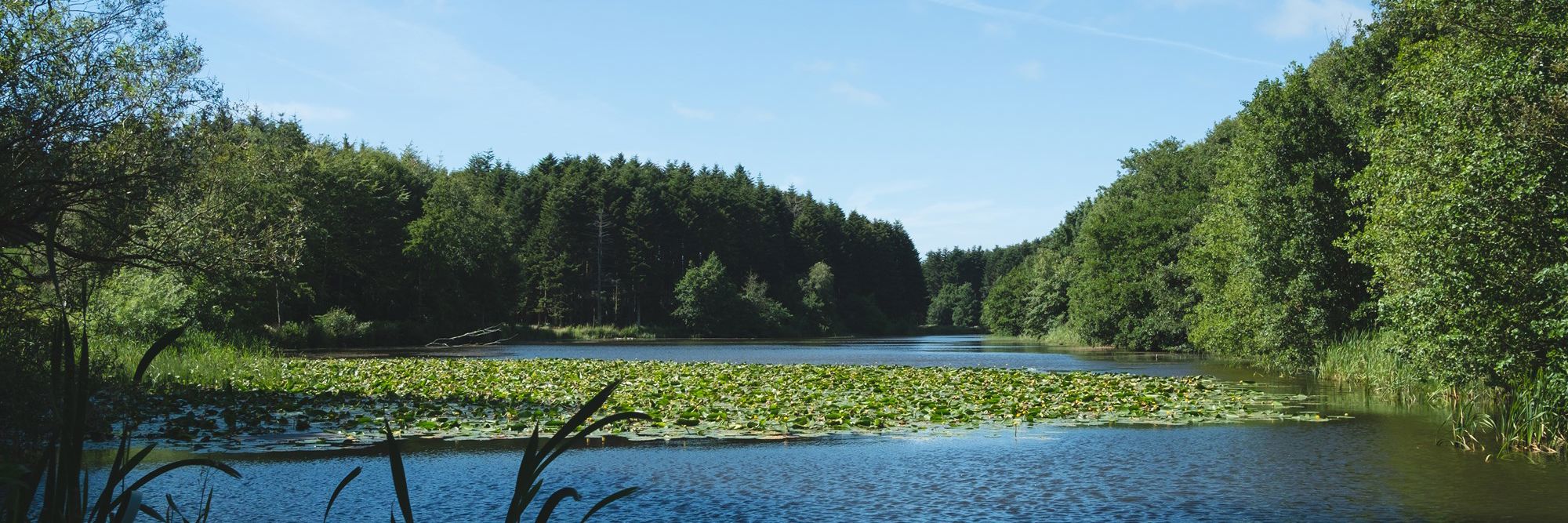 Naturområde med vand
