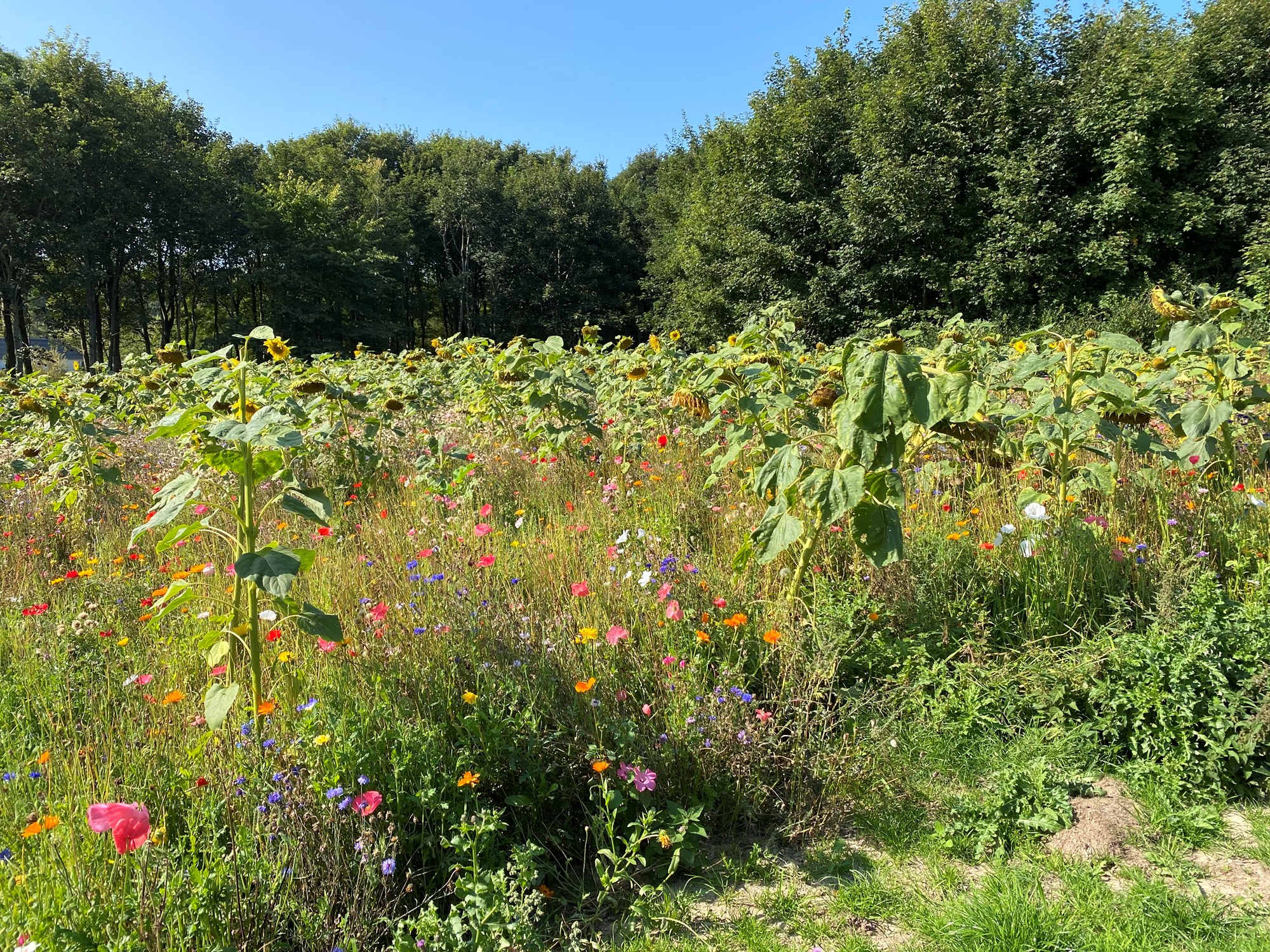 Skønt naturområde med vilde blomster