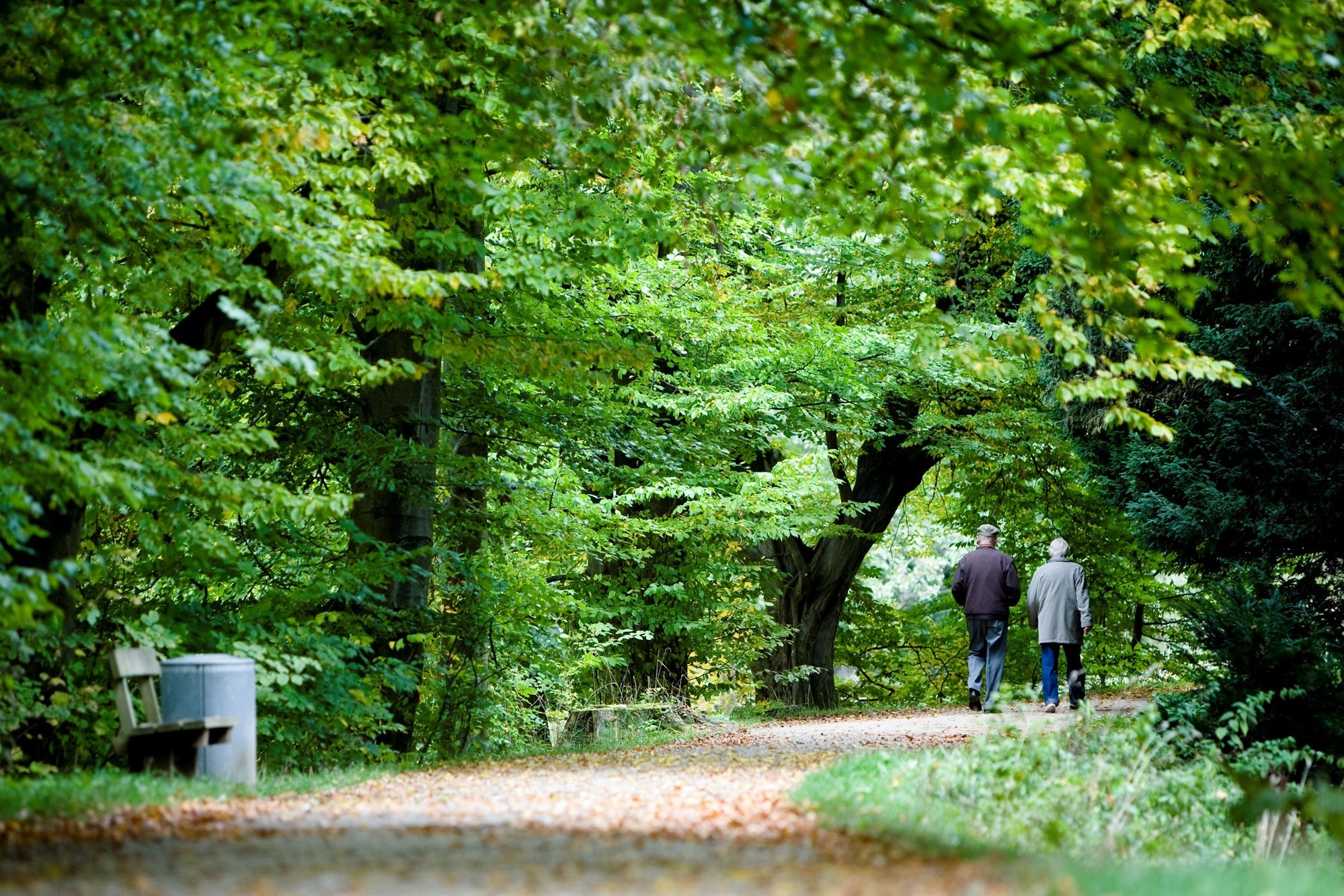 Senior Går I Skov