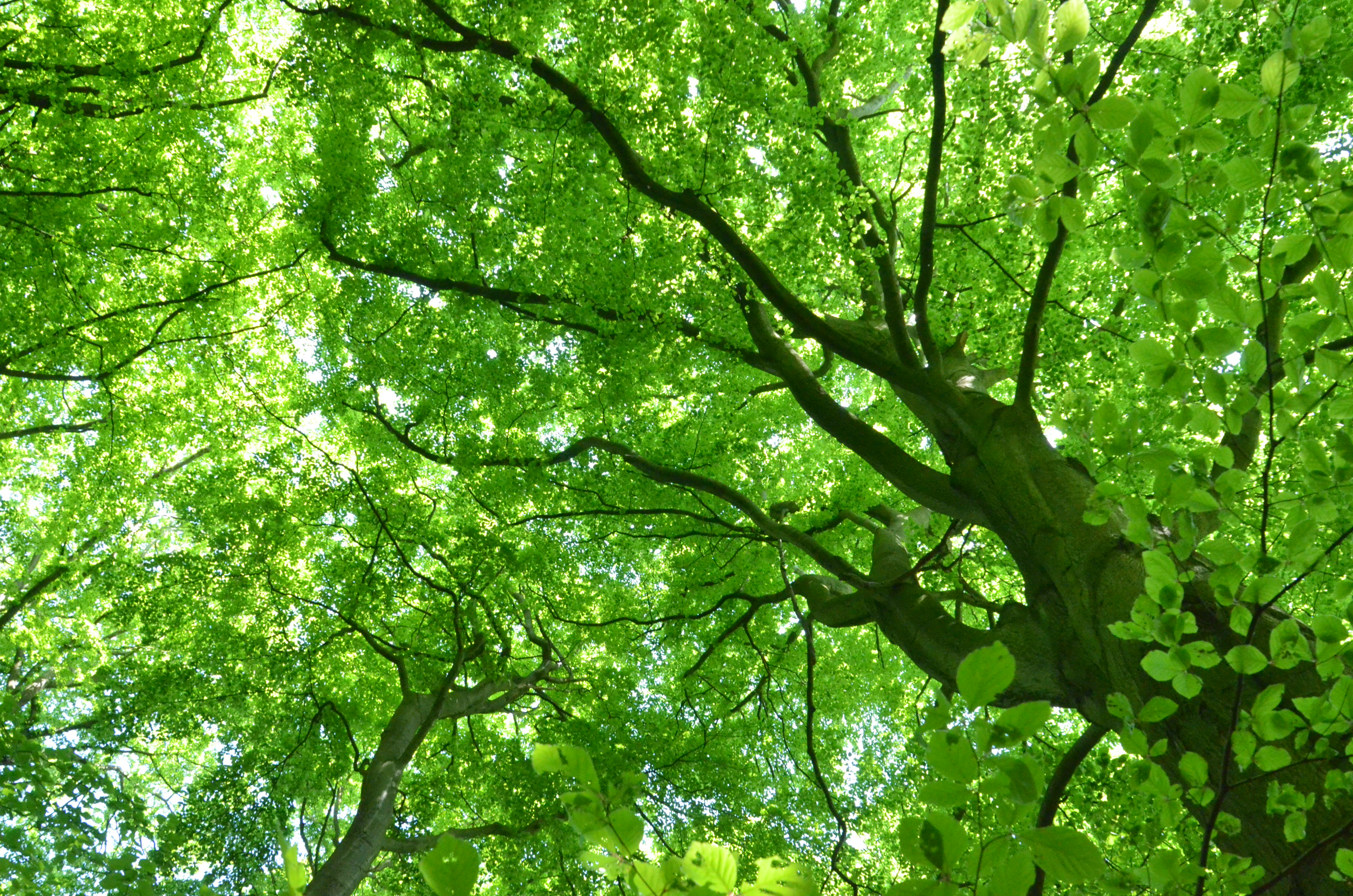 Billede af trætoppe i skoven