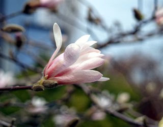 Magnoliabusk