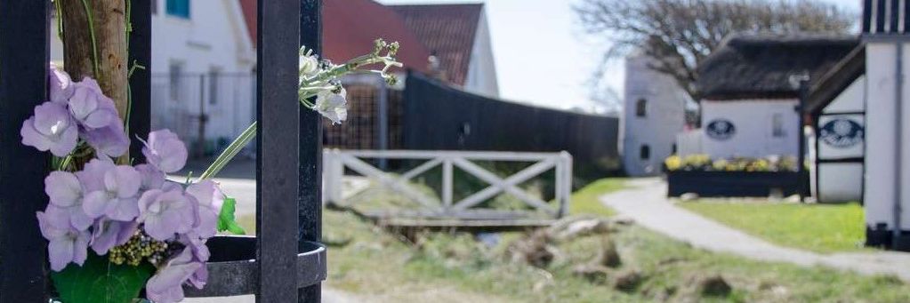 Blokhus å gangbro blomst