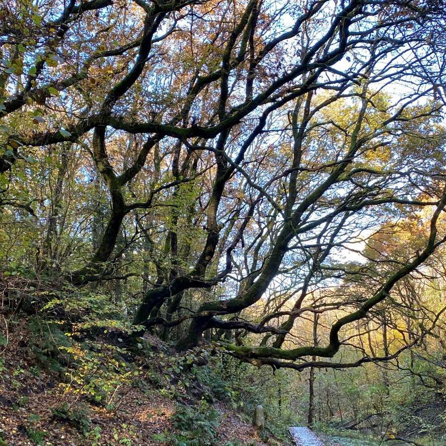 skovsti